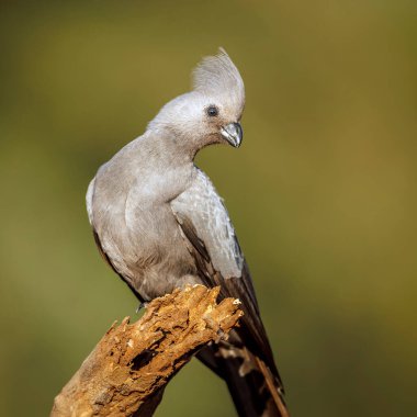 Güney Afrika 'daki Kruger Ulusal Parkı' ndaki bir kütük parkında kuş zımparalanması; Musophagidae ailesinden Specie Corythaixoides 