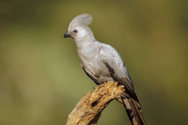 Güney Afrika 'daki Kruger Ulusal Parkı' ndaki bir kütük kenar görüntüde gri kuş yuvası; Musophagidae familyasından Specie Corythaixoides 