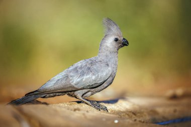 Güney Afrika 'daki Kruger Ulusal Parkı' nda kuş bakışı zemin seviyesi gri; Musophagidae familyasından Specie Corythaixoides 