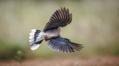 Güney Afrika 'daki Büyük Kruger Ulusal Parkı' nda Gülen Güvercin; Columbidae ailesinin Specie Streptopelia Senegalensis ailesi