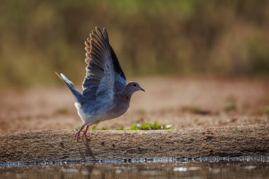 Güney Afrika 'daki Büyük Kruger Ulusal Parkı' nın arka planında gülen güvercin, Columbidae 'nin Senegalensis familyası Specie Streptopelia