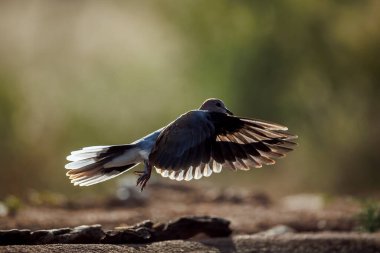 Güney Afrika 'daki Büyük Kruger Ulusal Parkı' nın arka planında gülen güvercin, Columbidae 'nin Senegalensis familyası Specie Streptopelia