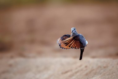 Güney Afrika 'daki Büyük Kruger Ulusal Parkı' nda Namaqua Dove adlı kadın; Oena capensis ailesinden Specie Oena capensis