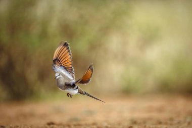 Güney Afrika 'daki Büyük Kruger Ulusal Parkı' ndan kalkan Namaqua Dove adlı kadın; Oena capensis ailesinden Specie Oena capensis