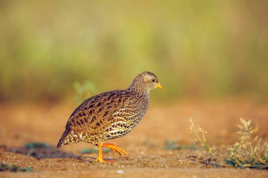 Güney Afrika 'daki Greater Kruger Ulusal Parkı' nda Natal Francolin sabah ışığında yürüyordu; Phasianidae ailesinin Specie Pternistis natalensis