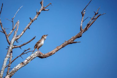 Güney Afrika 'daki Büyük Kruger Ulusal Parkı' nda tıngırdayan Cisticola; Cisticolidae familyasından Specie Cisticola chiniana