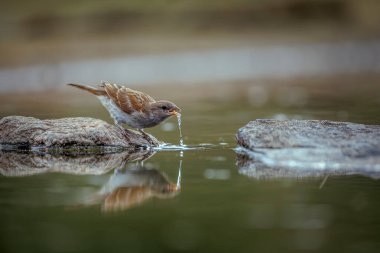Güney Gri Saçlı Serçe Güney Afrika 'daki Büyük Kruger Ulusal Parkı' nda yansıması ile su birikintisinde kuruyor.