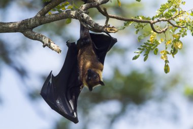 Hint uçan-tilki Tissamaharma, Sri Lanka