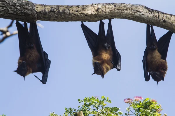 Vliegende vos in Tissamaharma, Sri Lanka — Stockfoto