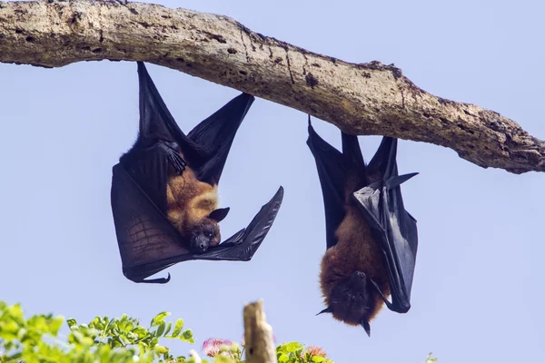 インド - フライングフォックス Tissamaharma、スリランカ — ストック写真