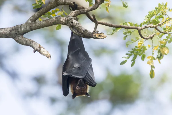 Vliegende vos in Tissamaharma, Sri Lanka — Stockfoto