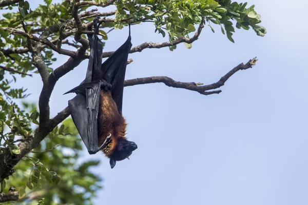 Vliegende vos in Tissamaharma, Sri Lanka — Stockfoto