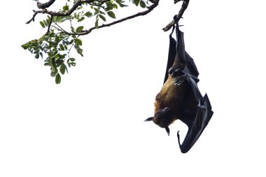 Hint uçan-tilki Tissamaharma, Sri Lanka