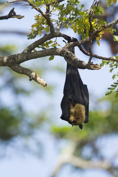 インド - フライングフォックス Tissamaharma、スリランカ — ストック写真