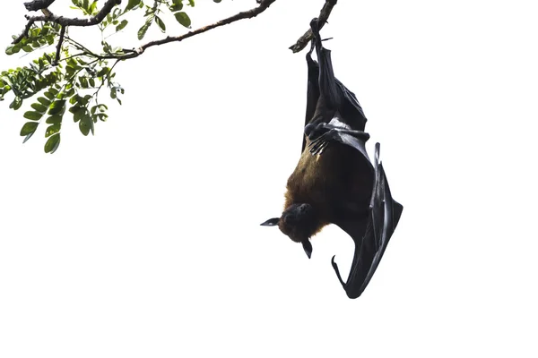 インド - フライングフォックス Tissamaharma、スリランカ — ストック写真