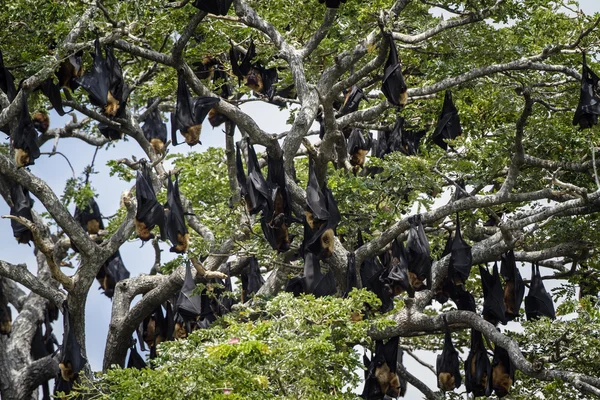 Vliegende vos in Tissamaharma, Sri Lanka — Stockfoto