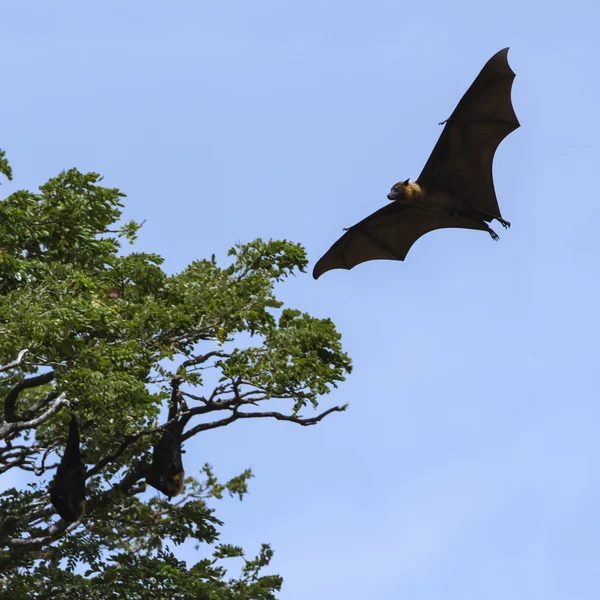 インド - フライングフォックス Tissamaharma、スリランカ — ストック写真