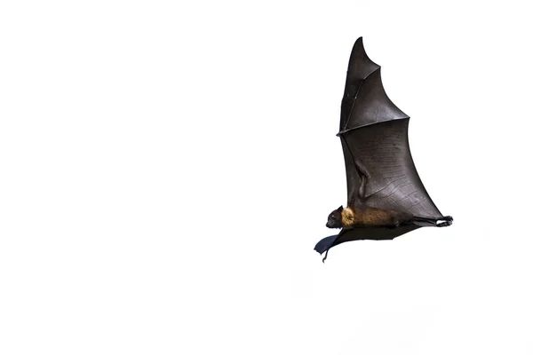 Raposa voadora indiana em Tissamaharma, Sri Lanka — Fotografia de Stock
