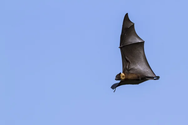 Vliegende vos in Tissamaharma, Sri Lanka — Stockfoto