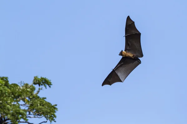 インド - フライングフォックス Tissamaharma、スリランカ — ストック写真