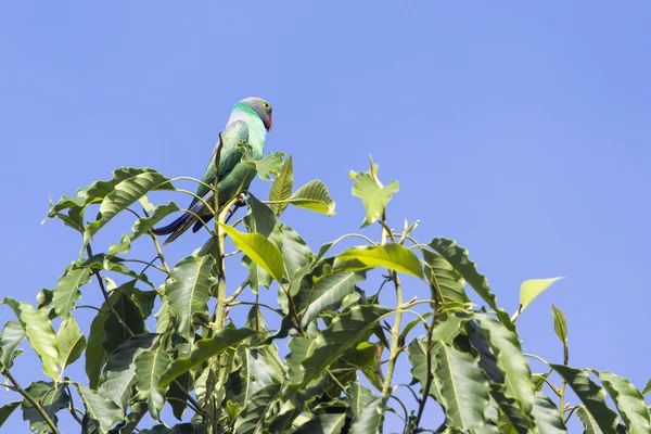 Layard's Parakeet in Ella, Sri Lanka — Stock Photo, Image