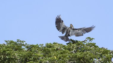 Oryantal Pasifik'ten oğlan içinde Tissa Wewa, Sri Lanka