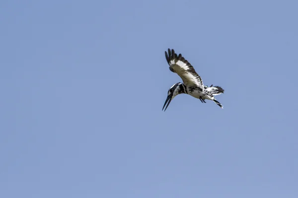 Martins-pêcheurs en Tissa wewa, Sri Lanka — Photo