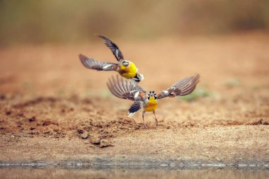Güney Afrika 'daki Büyük Kruger Ulusal Parkı' nda uçan iki Afrika Altın Göğüslü Bunting; Emberizidae familyasından Specie Fringillaria flaviventris