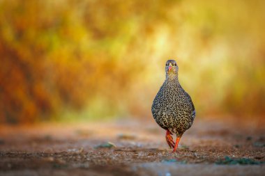 Güney Afrika 'daki Büyük Kruger Ulusal Parkı' nda, Phasianidae familyasının Specie Pternistis natalensis ailesinin doğal arka planında izole edilmiş Natal Francolin sabah ışığında yürüyor.