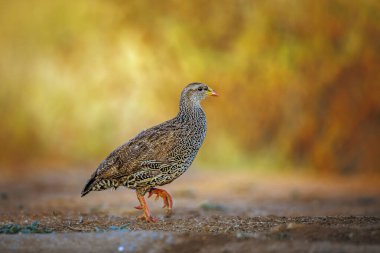 Güney Afrika 'daki Büyük Kruger Ulusal Parkı' nda, Phasianidae familyasının Specie Pternistis natalensis ailesinin doğal arka planında izole edilmiş Natal Francolin sabah ışığında yürür.