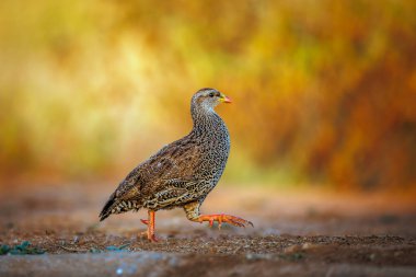 Güney Afrika 'daki Büyük Kruger Ulusal Parkı' nda, Phasianidae familyasının Specie Pternistis natalensis ailesinin doğal arka planında izole edilmiş Natal Francolin sabah ışığında yürür.