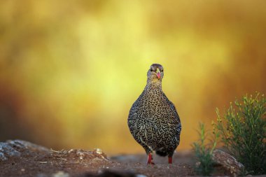 Güney Afrika 'daki Büyük Kruger Ulusal Parkı' nda, Phasianidae familyasının Specie Pternistis natalensis ailesinin doğal arka planında izole edilmiş Natal Francolin sabah ışığında yürüyor.