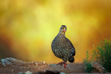 Güney Afrika 'daki Büyük Kruger Ulusal Parkı' nda, Phasianidae familyasının Specie Pternistis natalensis ailesinin doğal arka planında izole edilmiş Natal Francolin sabah ışığında yürüyor.