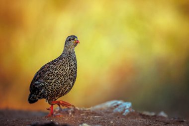 Güney Afrika 'daki Büyük Kruger Ulusal Parkı' nda, Phasianidae familyasının Specie Pternistis natalensis ailesinin doğal arka planında izole edilmiş Natal Francolin sabah ışığında yürüyor.
