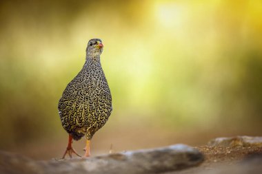 Güney Afrika 'daki Büyük Kruger Ulusal Parkı' nda, Phasianidae familyasının Specie Pternistis natalensis ailesinin doğal arka planında izole edilmiş Natal Francolin sabah ışığında yürüyor.