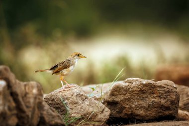 Güney Afrika 'daki Büyük Kruger Ulusal Parkı' ndaki doğal arka planda izole bir kayanın üzerinde duran titreyen Cisticola; Cisticolidae familyasından Specie Cisticola chiniana