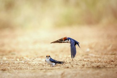 Güney Afrika 'daki Büyük Kruger Ulusal Parkı' nda yerde çiftleşen Kırlangıç çifti, Hirundinidae ailesinden Specie Hirundo Smithii takip etti.