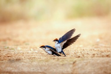 Wire tailed Swallow couple mating on the ground in Greater Kruger National park, South Africa ; Specie Hirundo smithii family of Hirundinidae
