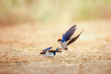 Güney Afrika 'daki Büyük Kruger Ulusal Parkı' nda yerde çiftleşen Kırlangıç çifti, Hirundinidae ailesinden Specie Hirundo Smithii takip etti.