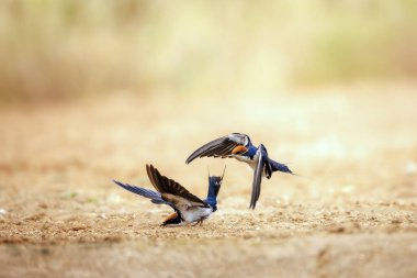 Güney Afrika 'daki Büyük Kruger Ulusal Parkı' nda yerde çiftleşen Kırlangıç çifti, Hirundinidae ailesinden Specie Hirundo Smithii takip etti.