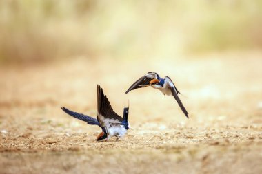 Güney Afrika 'daki Büyük Kruger Ulusal Parkı' nda yerde çiftleşen Kırlangıç çifti, Hirundinidae ailesinden Specie Hirundo Smithii takip etti.