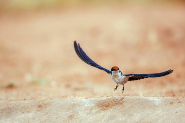 Güney Afrika 'daki Büyük Kruger Ulusal Parkı' nda, Hirundo Smithii ailesinden Specie Hirundinidae 'nin uçuş sahasında telgraf kuyruğu vardı.