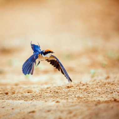 Güney Afrika 'daki Büyük Kruger Ulusal Parkı' nda, Hirundo Smithii ailesinden Specie Hirundinidae 'nin uçuş sahasında telgraf kuyruğu vardı.