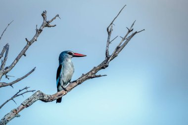 Güney Afrika 'daki Büyük Kruger Ulusal Parkı' nda mavi arka planda bulunan bir dalda duran orman balıkçısı Alcedinidae familyasından Specie Halcyon senegalensis.