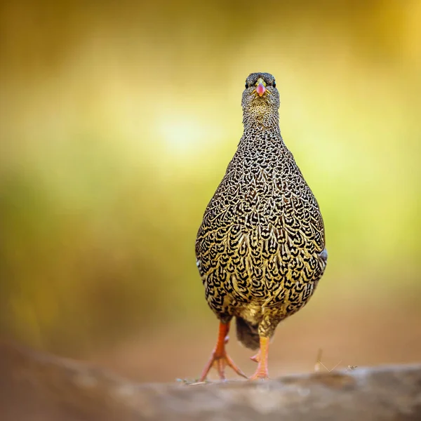 Güney Afrika 'daki Büyük Kruger Ulusal Parkı' nda, Phasianidae familyasının Specie Pternistis natalensis ailesinin doğal arka planında izole edilmiş Natal Francolin sabah ışığında yürüyor.
