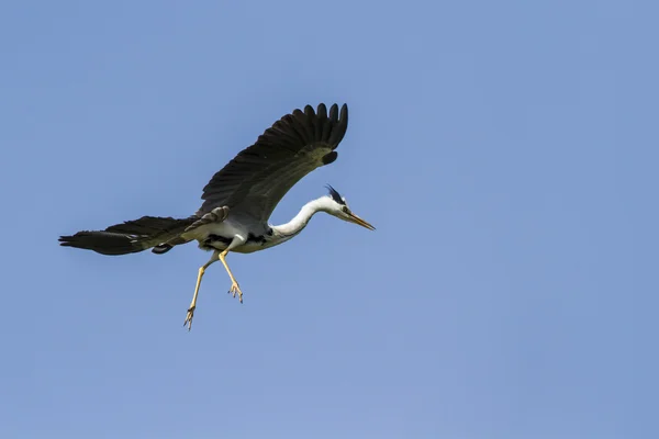 Graureiher fliegt vereinzelt am blauen Himmel, sri lanka — Stockfoto