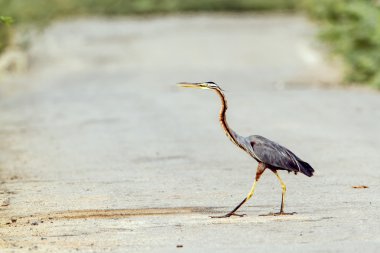 Bundala Milli Parkı, Sri Lanka, mor balıkçıl