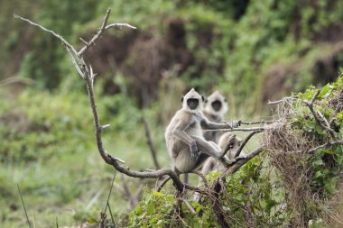 Püsküllü gri langur Bundala Ulusal Park, Sri Lanka