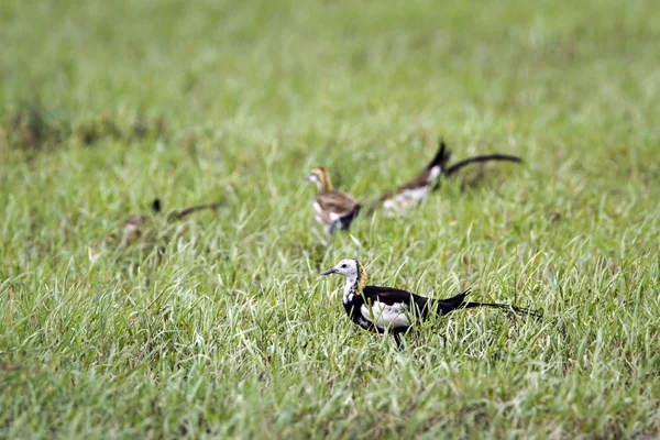 Fasan-tailed Västerås i Bundala national park, Sri Lanka — Stockfoto