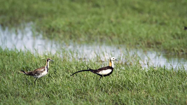 Bundala 국립 공원, 스리랑카에서에서 날아다니는 꿩 꼬리 — 스톡 사진